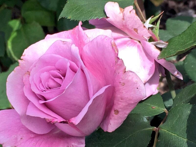 image of pink rose with petals half open